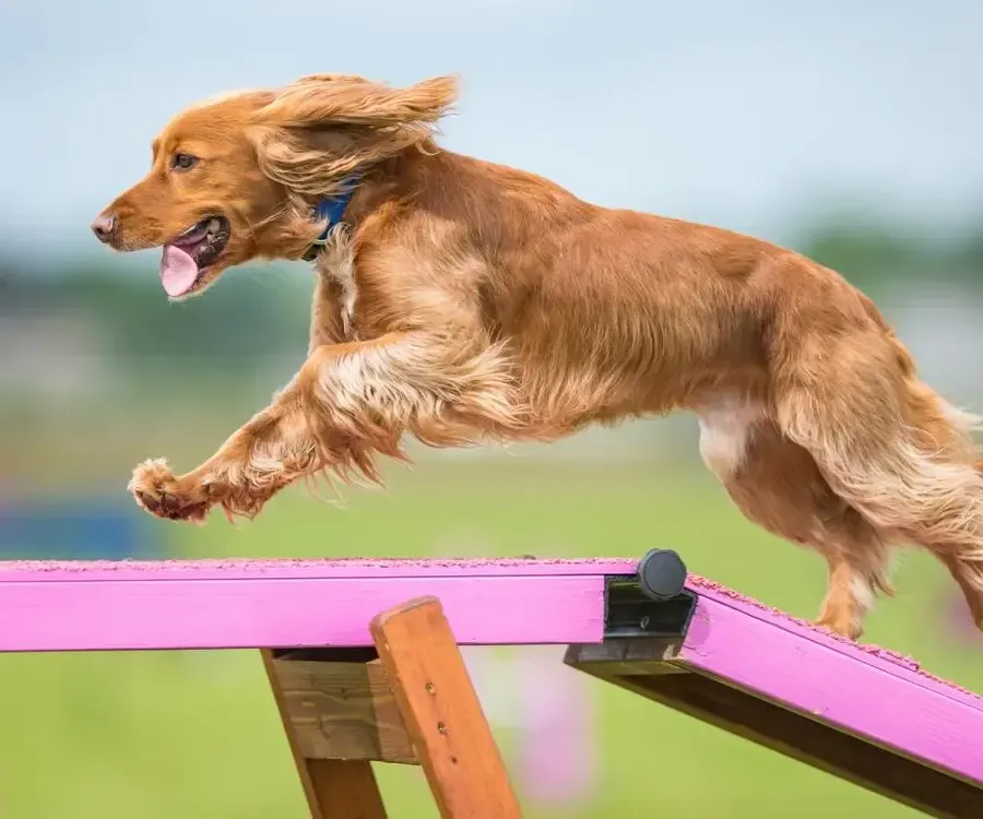 Dog leaping obstacle